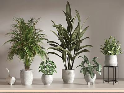 Various Potted Plants Including Palm And Large Leaf Types In White Pots On Table 3d model