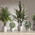 Various Potted Plants Including Palm And Large Leaf Types In White Pots On Table