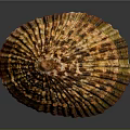 Beautiful Marine Limpet Shell With Brown Yellow Stripes And Textured Surface
