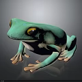 Turquoise Green Frog With Yellow Eyes White Underbelly And Pink Toes On Dark Reflective Surface