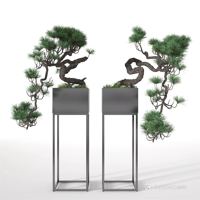 Bonsai Pine Trees With Twisted Trunks In Black Metal Planters On Tall Stands 3d model 