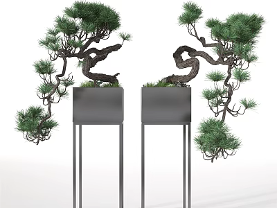 Bonsai Pine Trees With Twisted Trunks In Black Metal Planters On Tall Stands 3d model