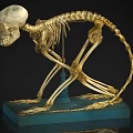 Cat Skeleton Anatomical Specimen With Blue Display Base And Bone Structure