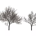 Two Deciduous Trees With Pink Blossoms On Slender Branches White Background