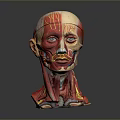 head structure head planer face human head planer face human brain planer face head structure brain structure human head structure 3d model
