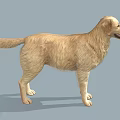 Golden Retriever 3D Model in Standing Pose with Light Yellow Fur and Gray Background