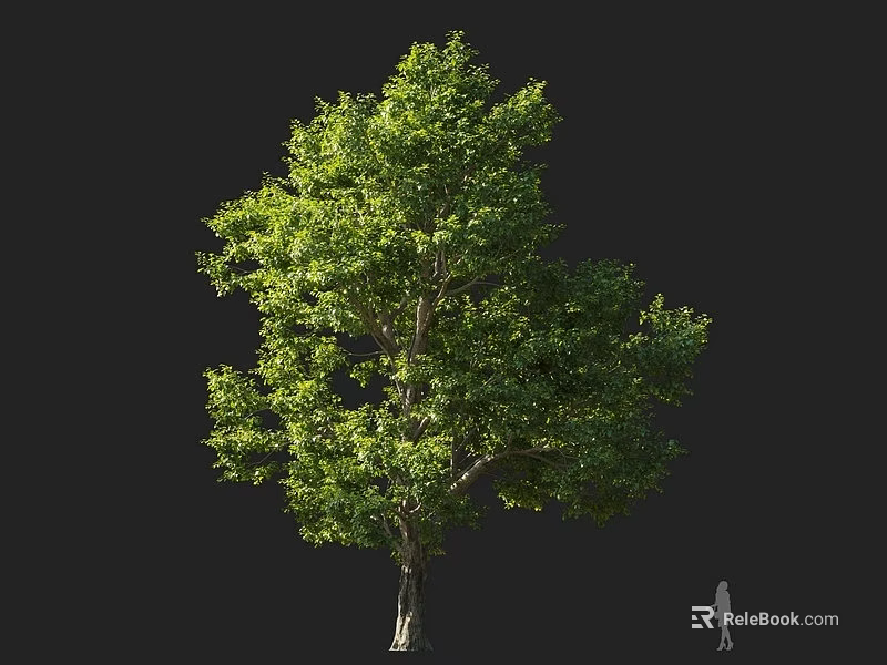 Large Deciduous Tree With Green Foliage Thick Trunk And Human Figure For Scale 3d model 