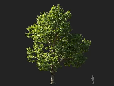 Large Deciduous Tree With Green Foliage Thick Trunk And Human Figure For Scale 3d model