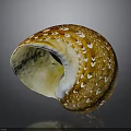 Natural Organ and Hair Like Features on Brown Spiral Snail Shell