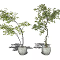 Bonsai Potted Plants With Lush Green Foliage In White Ceramic Pots For Indoor Decor