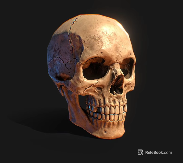 Medical Device Human Skull Model For Detailed Anatomical Education And Training 3d model 
