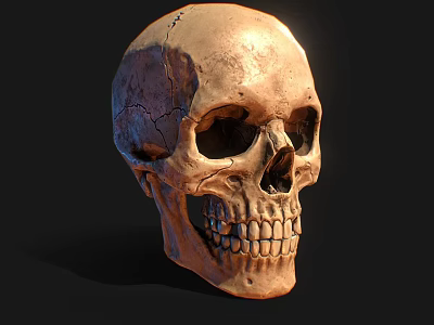 Medical Device Human Skull Model For Detailed Anatomical Education And Training 3d model