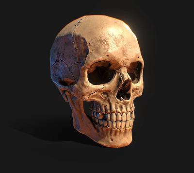 Modern Skull 3d model