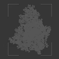 Tall Green Tree With Lush Foliage And Slender Trunk Featuring Human Silhouette For Scale