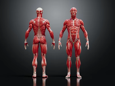 Medical Device Human Muscle Anatomy Model Showing Full Body Muscular Structure 3d model