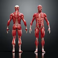 Medical Device Human Muscle Anatomy Model Showing Full Body Muscular Structure