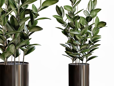 Indoor Garden Decor Featuring Green Leafy Plants In Black Cylindrical Pots 3d model