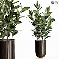 Indoor Garden Decor Featuring Green Leafy Plants In Black Cylindrical Pots
