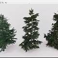 Three Different Evergreen Arbor Varieties With Lush Green Foliage And Dense Branches
