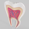 Tooth Structure Cross Section Showing Internal Anatomy Nerves and Blood Vessels