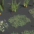 Various Types of Plants Including Grass Ferns Small Shrubs White Flowers and Orange Fruits