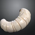 Creamy White Curved Caterpillar With Segmented Body On Dark Background
