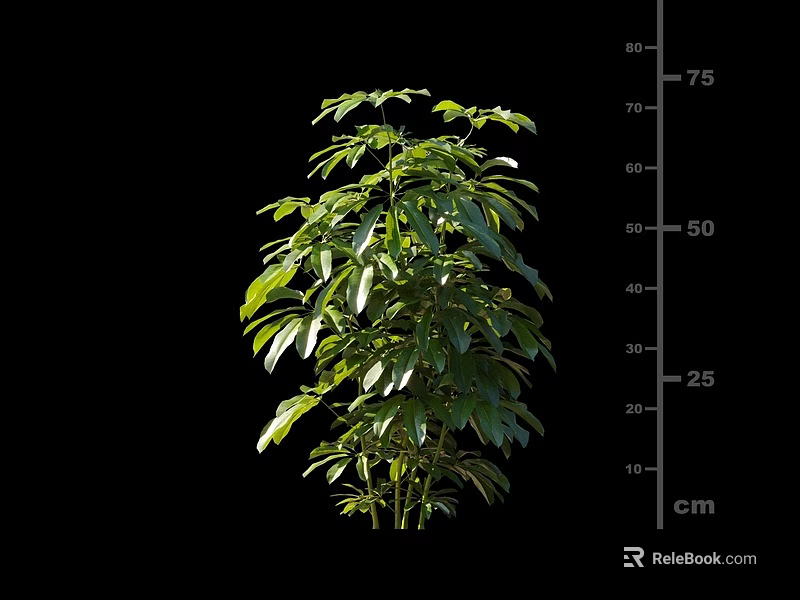 Lush Green Leafy Shrub Plant with Clear Height Measurement Markings in Centimeters 3d model 