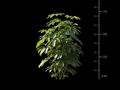 Lush Green Leafy Shrub Plant with Clear Height Measurement Markings in Centimeters 3d model