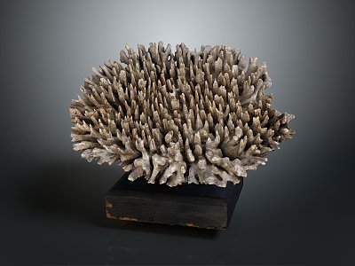 Modern Coral Red Coral White Coral Blue Coral 3d model