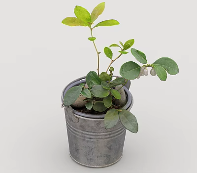 Small Plant in Metal Bucket with Green Leaves and White Berries 3d model