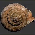 Unique Aquatic Animal Conch Shell With Spiral Shape And Natural Brown Texture From Ocean Seabed