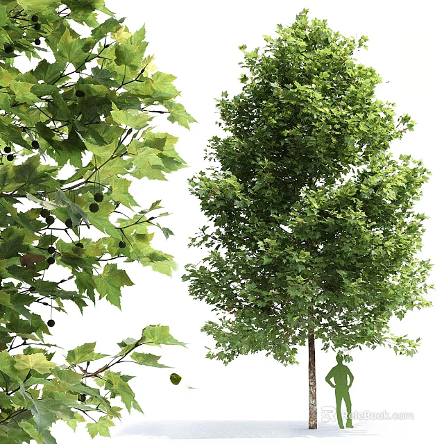 Beautiful Arbor With Lush Green Leaves Tall Trunk And Full Canopy 3d model 