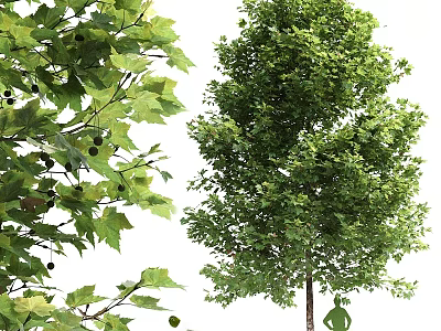 Beautiful Arbor With Lush Green Leaves Tall Trunk And Full Canopy 3d model