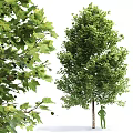 Beautiful Arbor With Lush Green Leaves Tall Trunk And Full Canopy