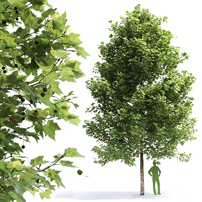 Platanus 3d model Platanus 3d model
