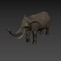 Majestic Elephant Standing With Raised Trunk And Shadow On Beige Background