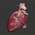 Human Heart Anatomical Models Displaying Three Views With Complete Section And Vascular Details 3d model