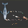 Various Colored Animal Figurines With Different Sizes Including Whale Ostrich Tiger And Elephant
