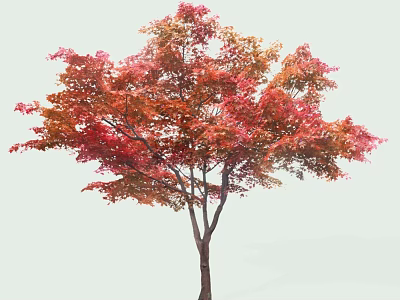 Tall Arbor With Vibrant Red And Orange Fall Leaves In Natural Scene 3d model