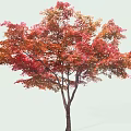 Tall Arbor With Vibrant Red And Orange Fall Leaves In Natural Scene