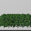 Lush Green Shrubs Forming Dense Trimmed Hedge For Outdoor Garden Landscape