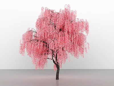 Pink Weeping Tree With Dark Trunk Standing Against White Background And Gray Floor 3d model