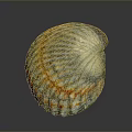 Orange And White Striped Seashell On Gray Reflective Background Surface 3d model