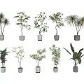 Various Bonsai Potted Plants In Ceramic Pots For Indoor Decorative