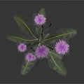 Vibrant Plant with Multiple Purple Flowers Green Leaves and Slender Stems