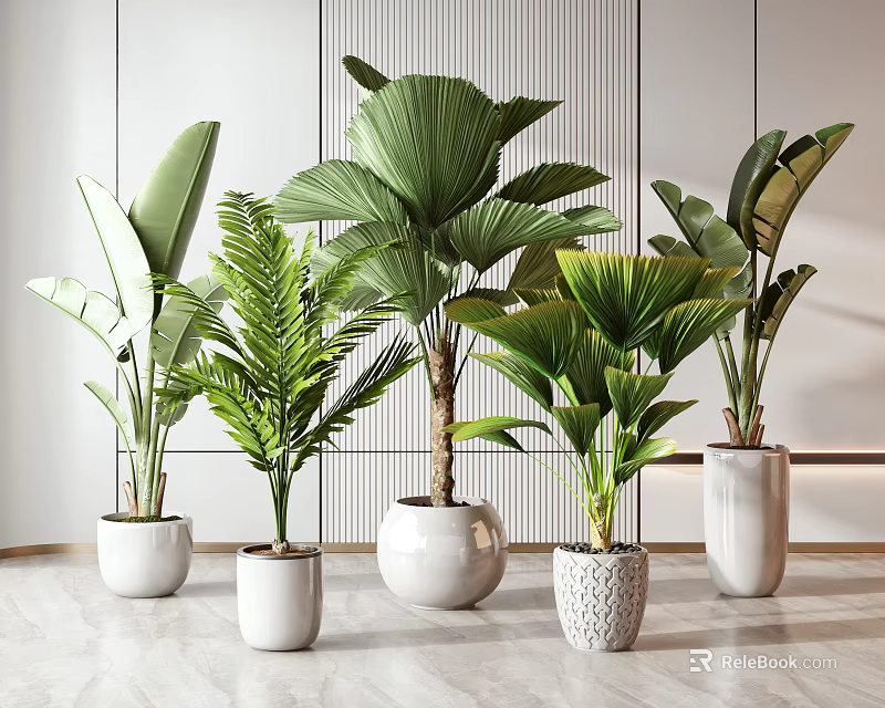Indoor Potted Plants with Various Green Leaves and White Ceramic Pots for Modern Interior Decor 3d model 