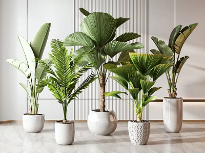Indoor Potted Plants with Various Green Leaves and White Ceramic Pots for Modern Interior Decor 3d model