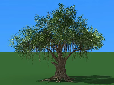 Tall Arbor with Lush Green Leaves Thick Trunk and Hanging Aerial Roots on Green Grass 3d model