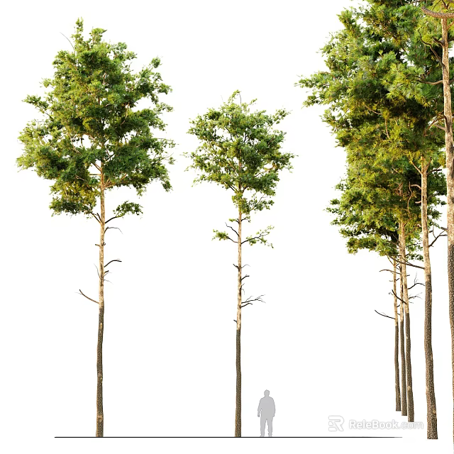 Tall Green Leafy Trees in Different Sizes Isolated on White Background 3d model 
