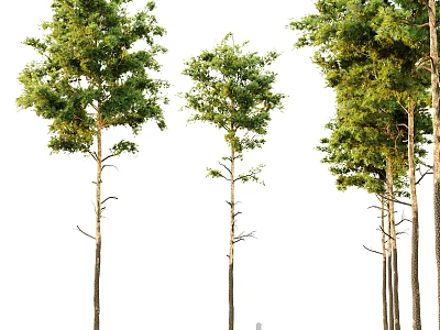 Tall Green Leafy Trees in Different Sizes Isolated on White Background 3d model